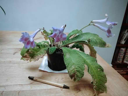 Photo of free Cape primrose houseplant (OX3, Headington, Oxford) #1