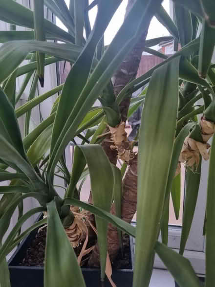 Photo of free Yuka plant - tall 1.8m to give away (Coley RG30) #3