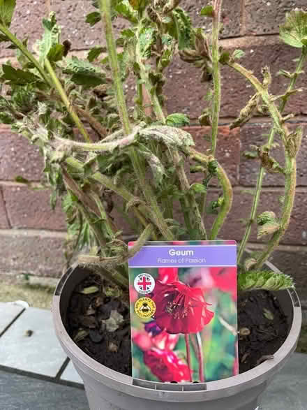 Photo of free plants (Northgate Village CH2) #2