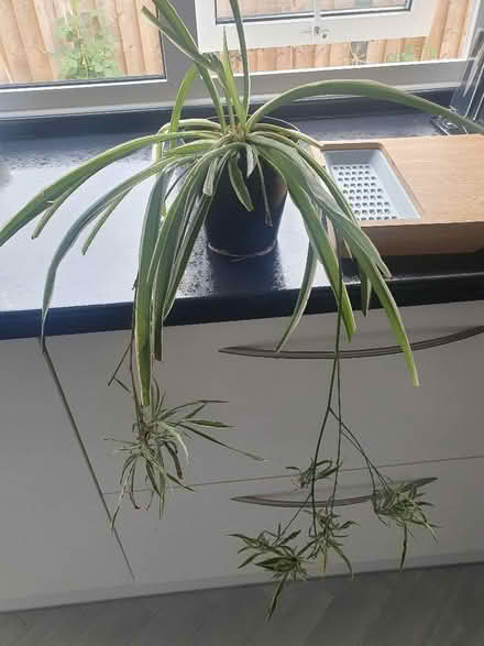 Photo of free Spider plant (Elstow MK42) #1