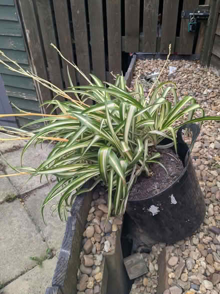 Photo of free Large Mature Spider Plant (Chapel Allerton LS7) #2