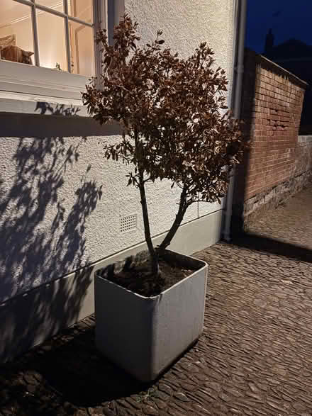 Photo of free Planters cement one with tree (Thorverton EX5) #1