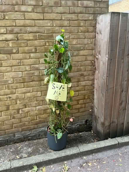Photo of free Plant (N1) #1