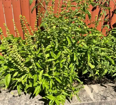 Photo of free Fresh basil (albahaca) branches (Prospect Park, NJ) #1