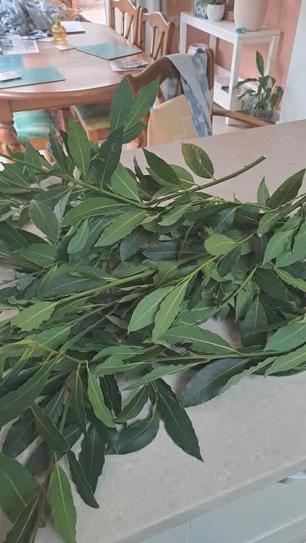 Photo of free Fresh, organic bay leaves (Worthing road) #1