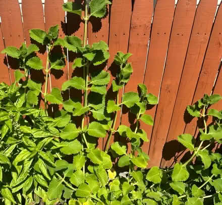 Photo of free Orégano poleo fresh leaves (Prospect Park, NJ) #1