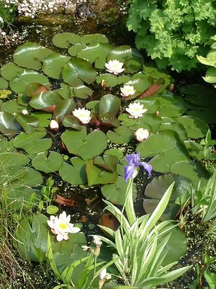 Photo of free Water lily plants (St Martins SY10) #1