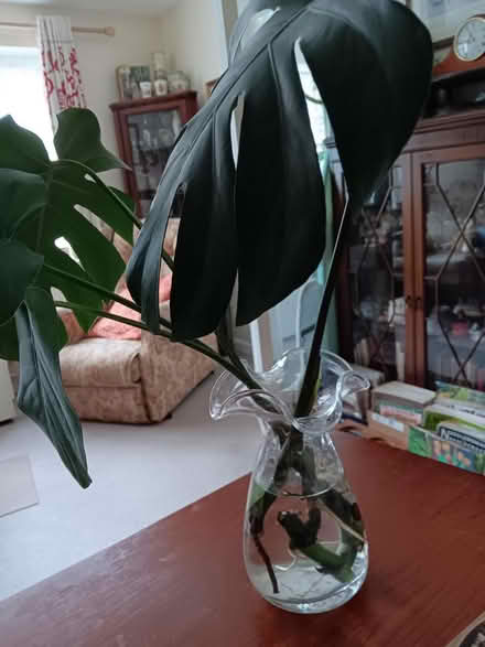 Photo of free 3 Rooted Monstera cuttings (Chipping Ongar CM5) #1