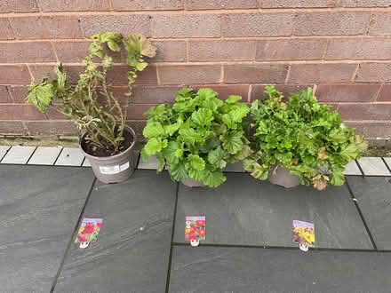 Photo of free plants (Northgate Village CH2) #1