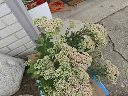 Photo of free Autumn Joy Sedum (Livonia) #1
