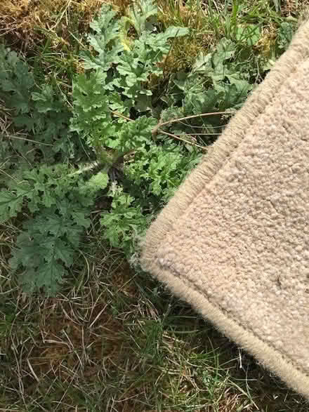Photo of free Pale beige/cream carpet square, edged. (Kidlington OX5) #2