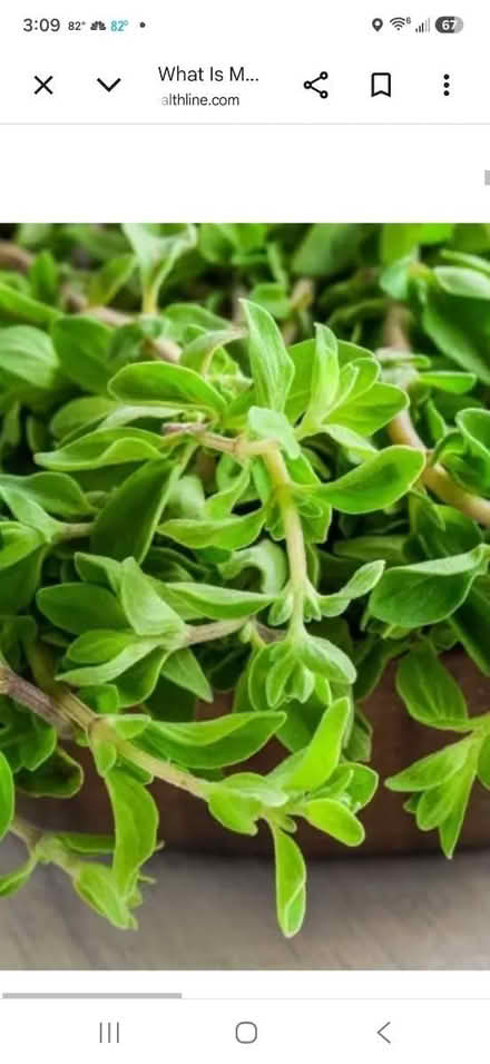Photo of free Fresh marjoram (Waldorf) #1