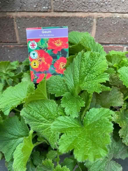 Photo of free plants (Northgate Village CH2) #3