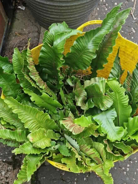 Photo of free Fern, plant (Gracemount EH16) #1