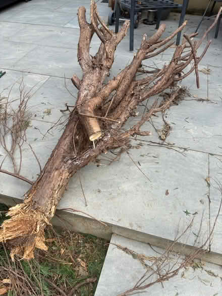 Photo of free Logs (Orpington BR5) #3
