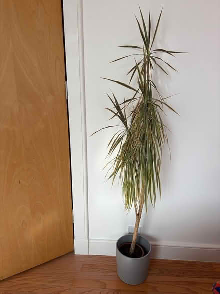 Photo of free 2 Tall Houseplants (Stanley (PH1)) #1