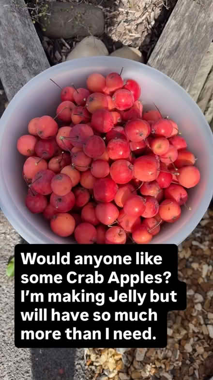 Photo of free Crab Apples (Alderney, Poole BH12) #1