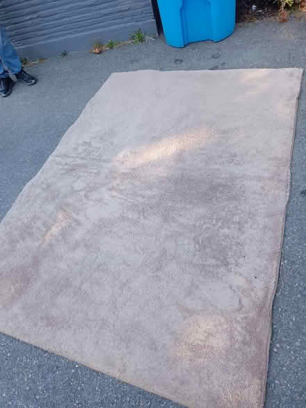 Photo of free Rug (Shoreline) #1