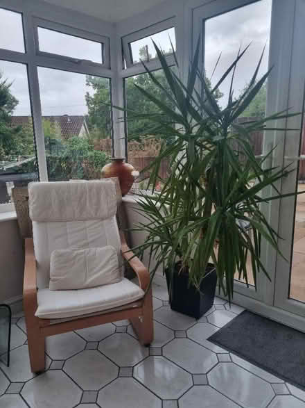 Photo of free Yuka plant - tall 1.8m to give away (Coley RG30) #2