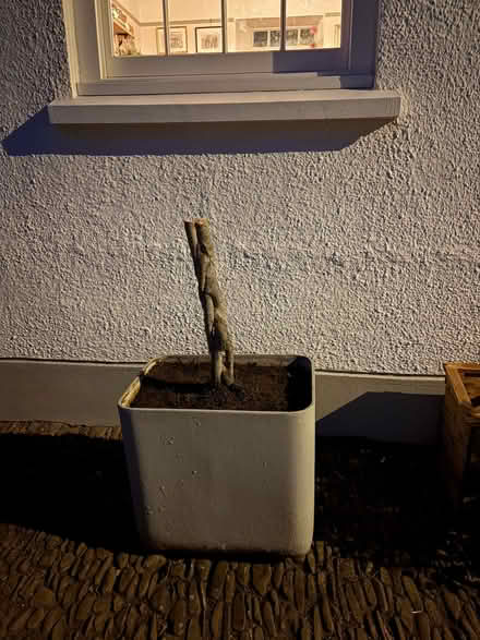 Photo of free Planters cement one with tree (Thorverton EX5) #2