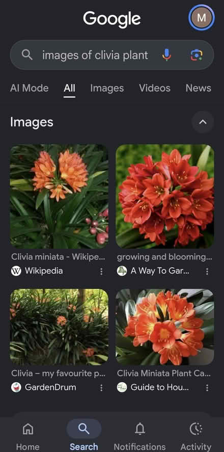 Photo of free Clivia plant. Indoor plant (Worthing road) #1
