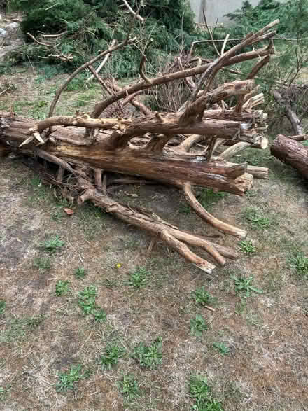 Photo of free Logs (Orpington BR5) #1