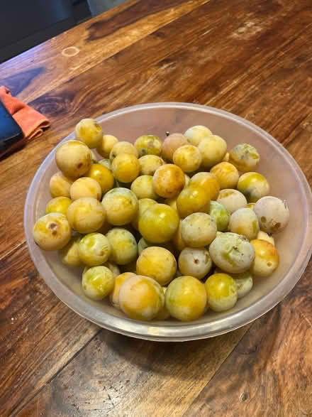 Photo of free Yellow plums (SG1 old town) #1