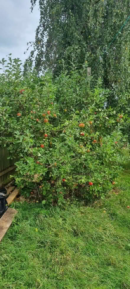 Photo of free bags of apples (Rumney CF3) #1