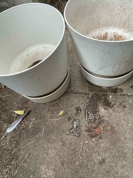 Photo of free Large plant pots (Ware SG12) #3