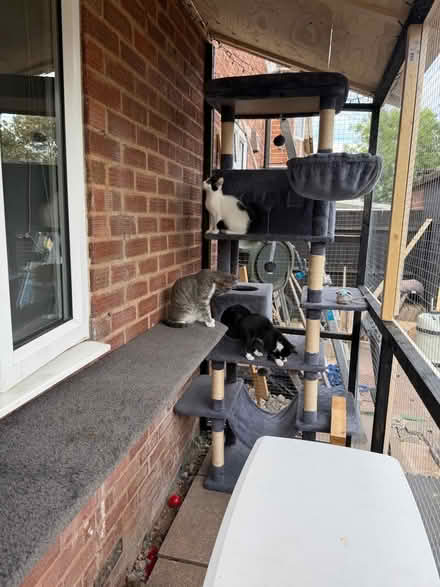 Photo of Catio or Aviary Panels (Keresley Newlands CV7) #1