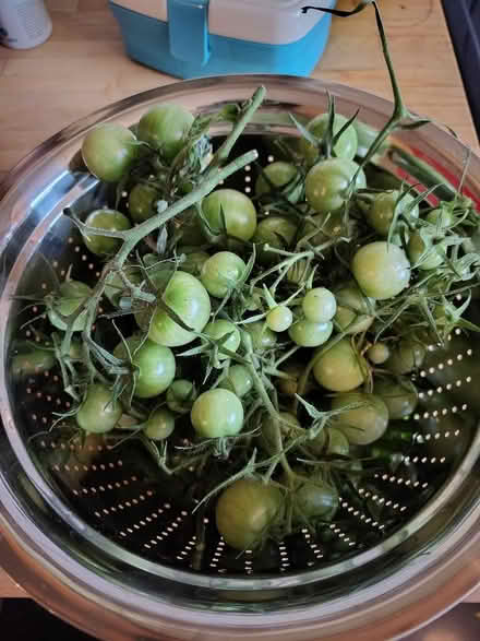 Photo of free Green Tomatoes (Hulme M15) #1