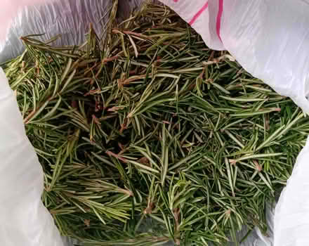 Photo of free Rosemary clippings (Southport PR9) #1
