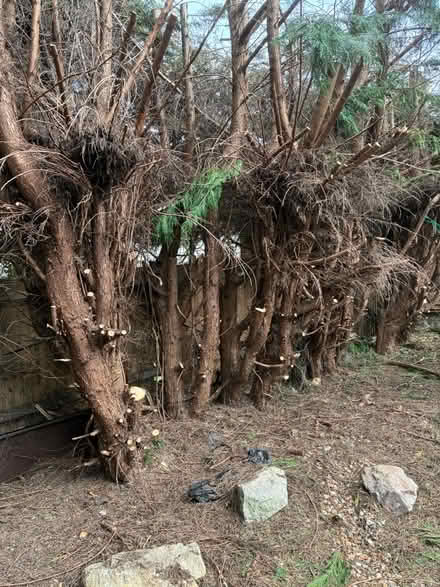 Photo of free Logs (Orpington BR5) #2