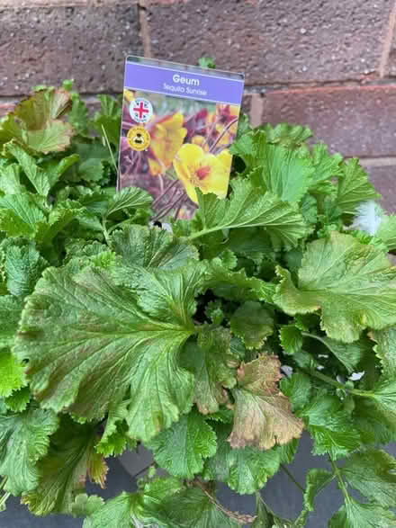 Photo of free plants (Northgate Village CH2) #4