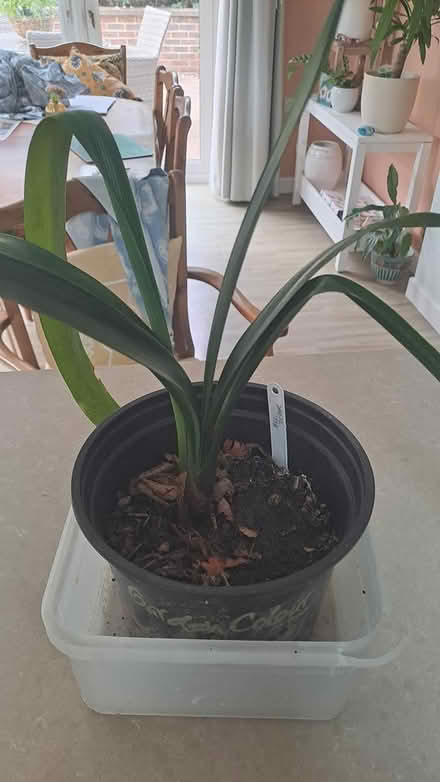 Photo of free Clivia plant. Indoor plant (Worthing road) #2
