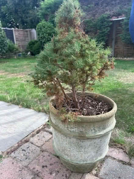 Photo of free Little Christmas tree and pot (Pagham PO21) #1