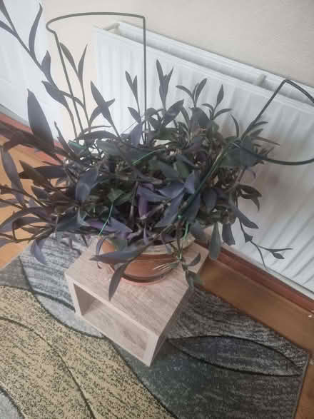 Photo of free plants (Rise Park NG5) #1