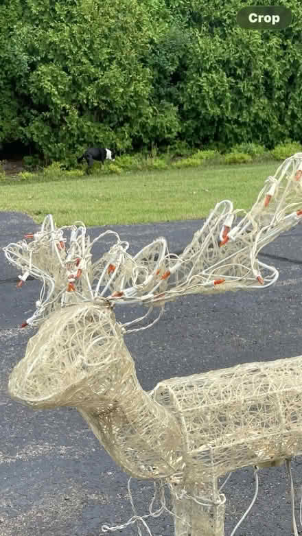 Photo of free Working lighted deer (Maple and drake area) #2