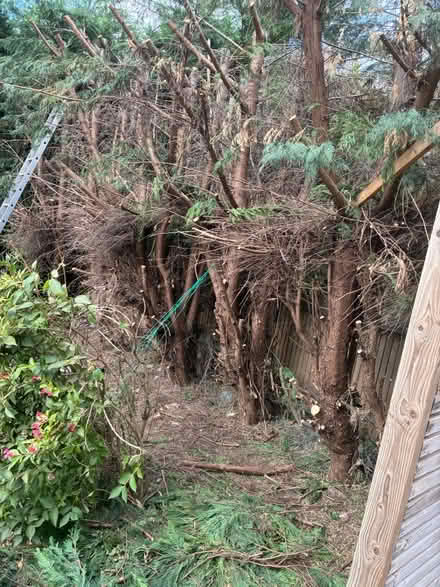 Photo of free Logs (Orpington BR5) #4