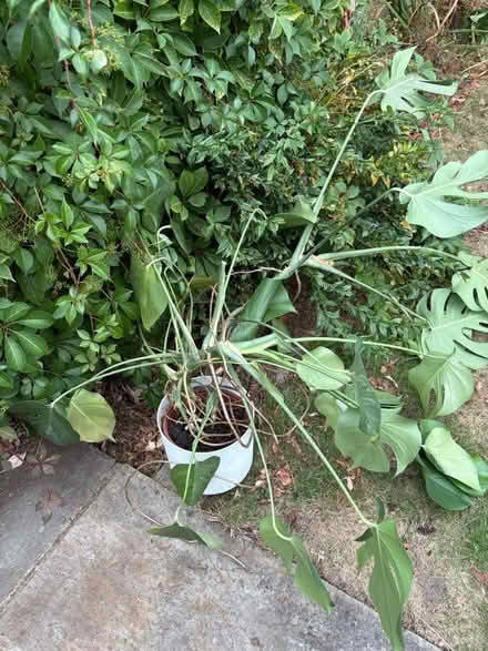 Photo of free Giant cheese plant needs love w pot (Wimbledon SW19) #1