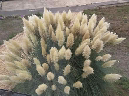 Photo of free Pampas Grass flowers (Hoddesdon EN11) #1