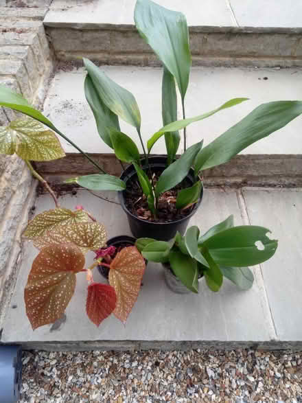 Photo of free Houseplants (Horsham, RH13 5) #1