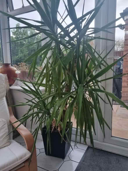 Photo of free Yuka plant - tall 1.8m to give away (Coley RG30) #1