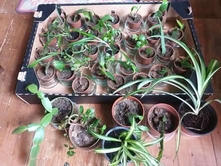 Photo of free Selection of Baby House Plants - suitable for charity stall? (Breadsall DE21) #1