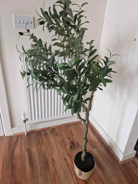 Photo of free Artificial olive tree (Eltham SE9) #1