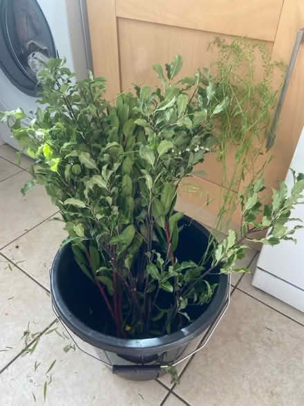 Photo of free Flower arranging foliage (Aston Fields B60) #1