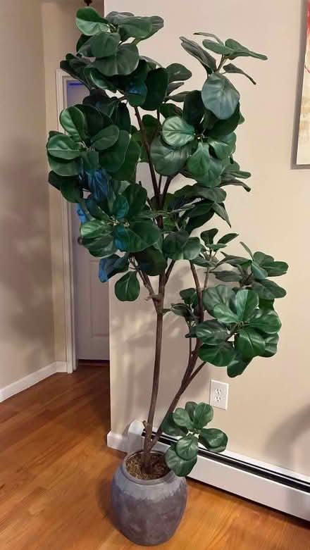 Photo of free Faux olive tree (Saugerties) #1