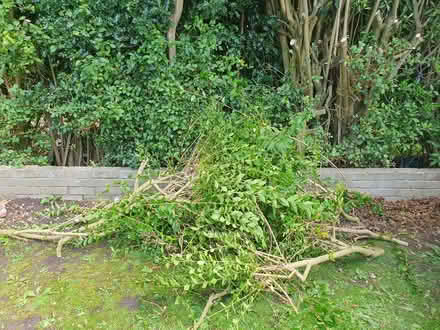Photo of free Branches of privet (Heysham LA3) #1