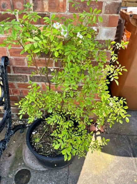 Photo of free Rambling rose (Shavington CW5) #1