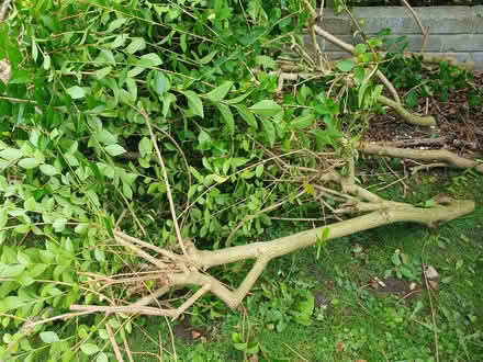 Photo of free Branches of privet (Heysham LA3) #2